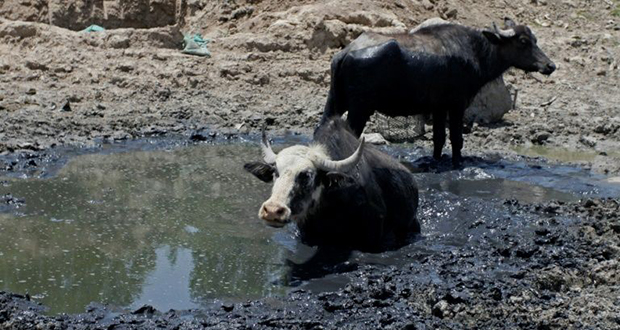 Au «pays des deux fleuves», la sécheresse met à l'agonie bovins et éleveurs
