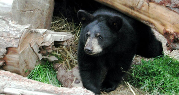 Canada: un ours sème la pagaille dans le centre d’Ottawa