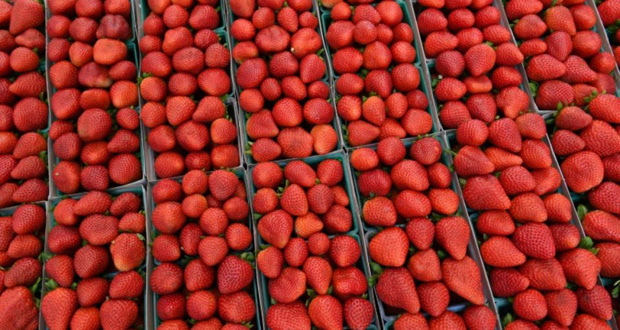 Australie: des aiguilles dans les fraises, récompense pour aider à résoudre le mystère