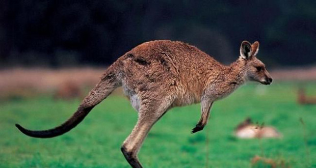 Australie: Trois hommes recherchés pour avoir torturé des kangourous