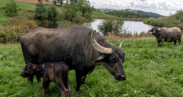 Le lait de bufflonnes, antidote à la crise pour des éleveurs du Massif Central