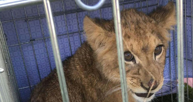 Pays-Bas: un lionceau en cage abandonné dans un champ