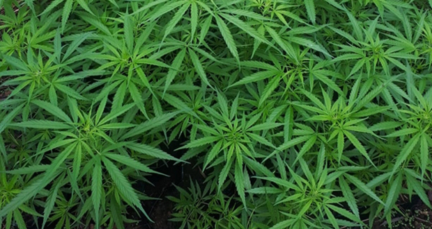 Cannabis: plus de 300 plantes d’une valeur de Rs 1 million déracinées