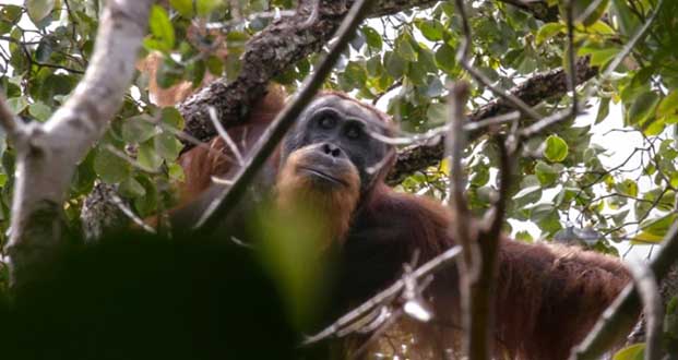 Une espèce rare d’orang-outan menacée par un barrage en Indonésie