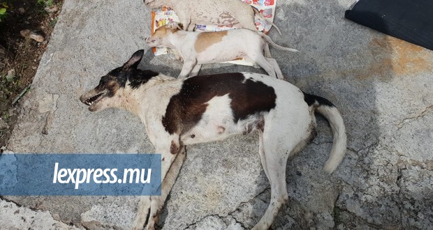 Trou-aux-Biches: quatre chiens dont deux chiots empoisonnés