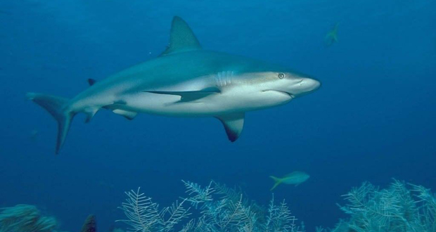 Pêcheur tué à La Réunion: 10 attaques mortelles de requin en huit ans