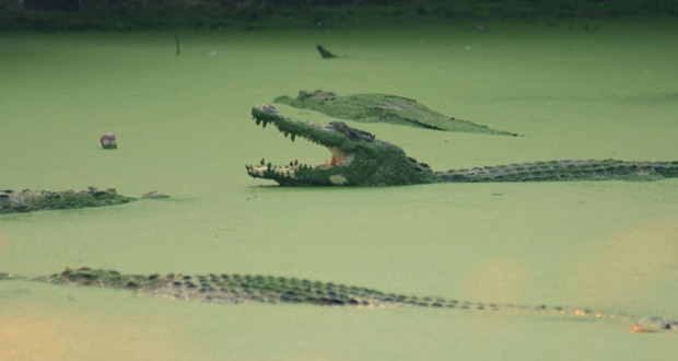 Un crocodile tue un homme sous les yeux de son neveu en Malaisie