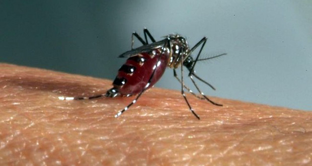 Des médicaments coupe-faim pour lutter contre les moustiques voraces