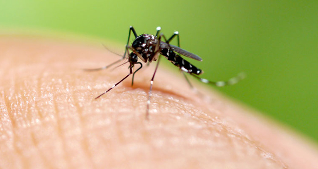 Conditions climatiques: attention aux moustiques !