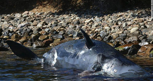 Une baleine pleine meurt avec 22 kilos de plastique dans l’estomac