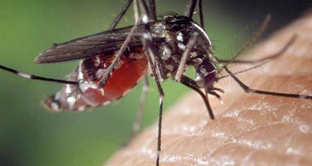 Cinq astuces naturelles pour faire fuir les moustiques