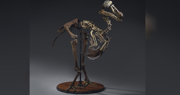 Vente d’un squelette de dodo: trop cher pour Maurice
