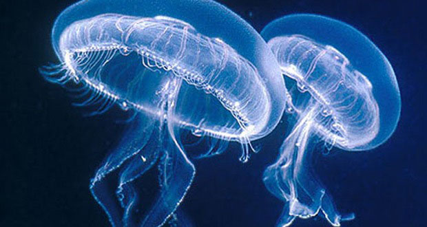 Méduses: signe de mauvaise santé de notre écosystème marin !