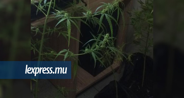 Grand-Gaube: neuf plantes de cannabis déracinées
