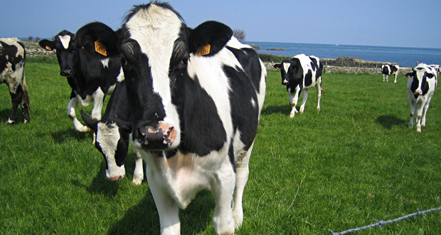 Mare-Sèche: deux planteurs portent plainte contre… des vaches 