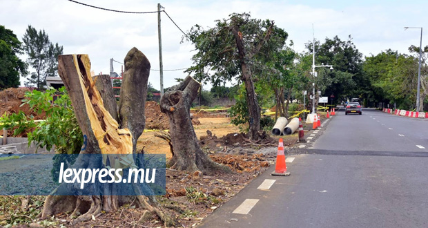 Bo’Valon Mall: neuf arbres abattus et 17 déracinés pour être replantés