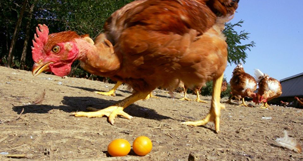 Dans l’Hérault 250 poules d’un élevage meurent victimes de la canicule