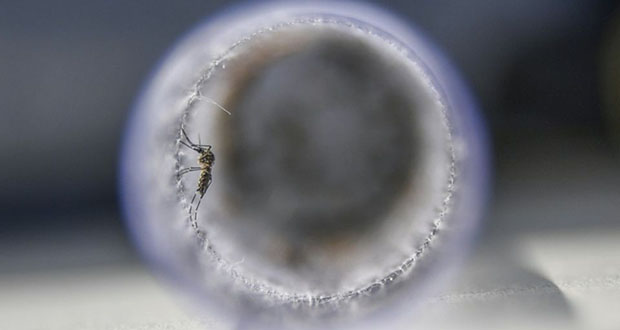 Premier lâcher de moustiques contre la dengue à Nouméa