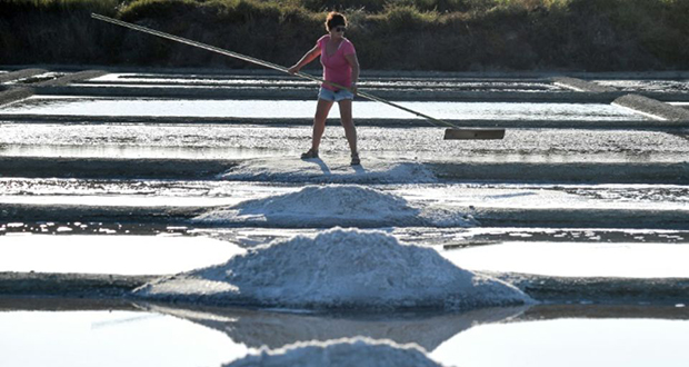 A Guérande, les paludiers veillent au grain pendant la récolte de sel