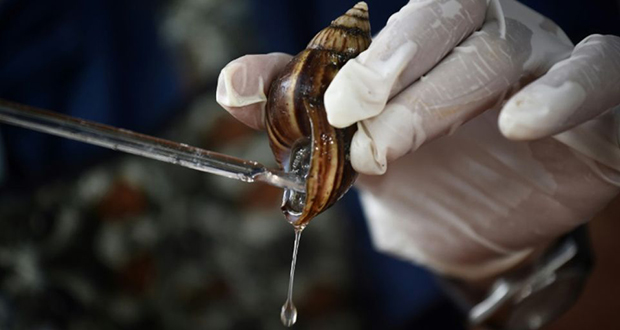 L’escargot, une calamité devenue poule aux oeufs d’or en Thaïlande