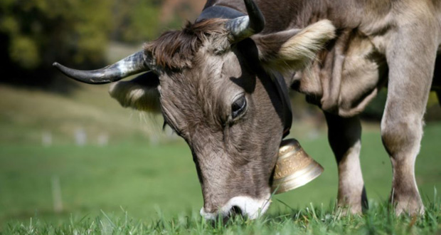 Dans le Tyrol autrichien, la police traque des voleurs de cloches de vache