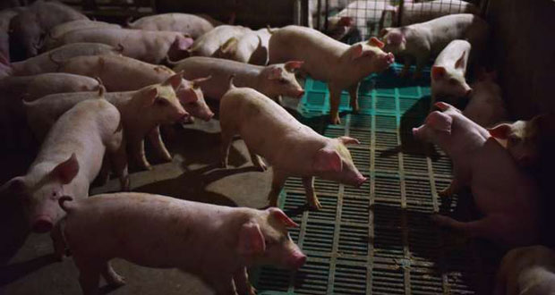 Chine: la peste porcine désespère les éleveurs