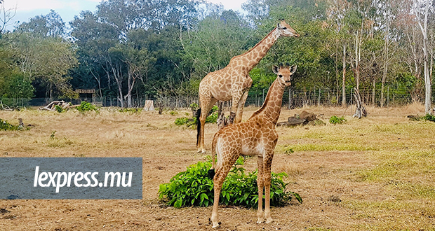 Cascavelle: Nyota, le premier bébé giraffe mauricien, vous salue