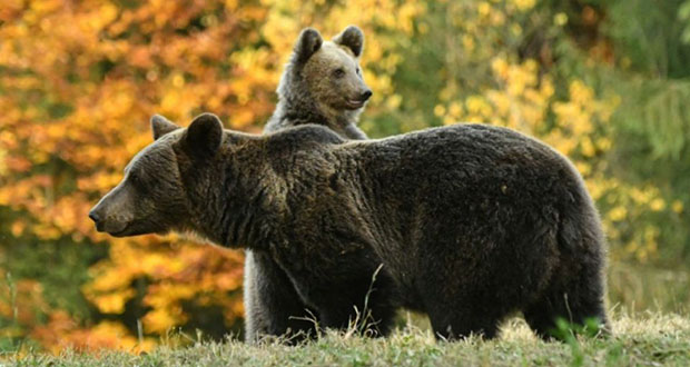 Une association demande le retrait d’un agrément aux propriétaires de deux ours