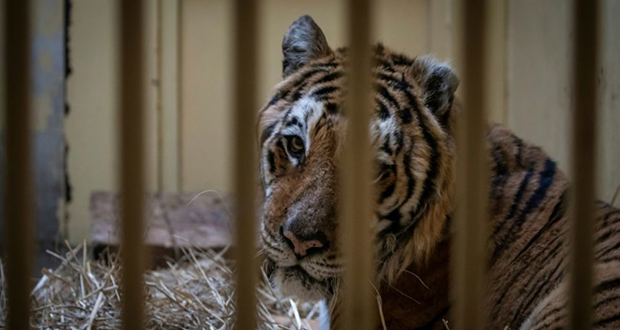 Pologne: cinq tigres rescapés sont partis pour l’Espagne