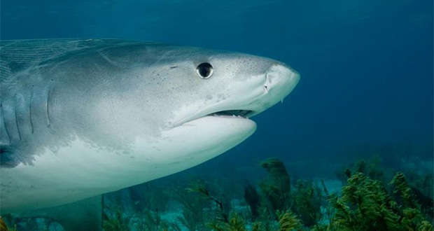 Des restes humains retrouvés dans l'estomac d'un requin à La Réunion