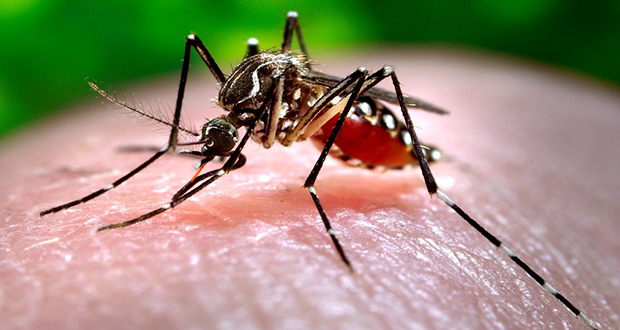 Dengue à La Réunion: «La situation sous contrôle à Maurice» 