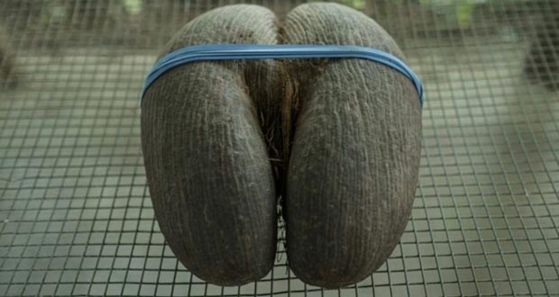 Aux Seychelles, la découpe du «coco fesse»