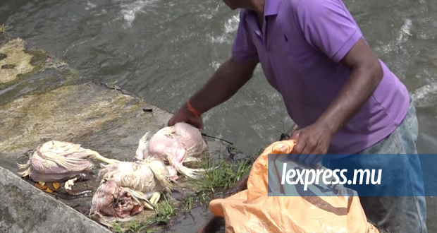  Une cinquantaine de poulets morts jetés dans le réservoir de La Nicolière