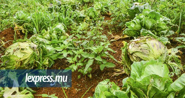 Covid-19: Maneesh Gobin exhorte les planteurs à produire plus pour assurer la sécurité alimentaire