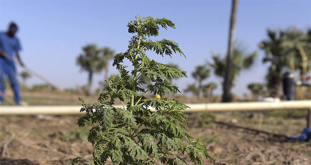Covid-19: L’Artemisia, la plante à la base du «remède miracle» malgache…