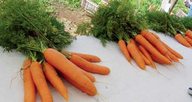 Camp-de-Masque: 175 kg de carottes volés