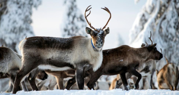 En Laponie, le péril du changement climatique pour les éleveurs de rennes