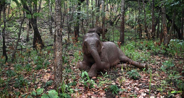 Pandémie: la grande migration des éléphants de Thaïlande