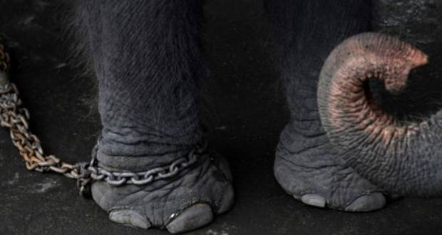 Thaïlande: de rares images montrant le cruel dressage des «éléphants à touristes»