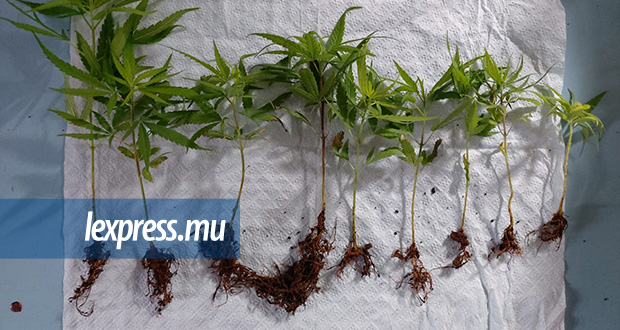 Triolet: neuf plantes de cannabis poussaient dans son jardin…