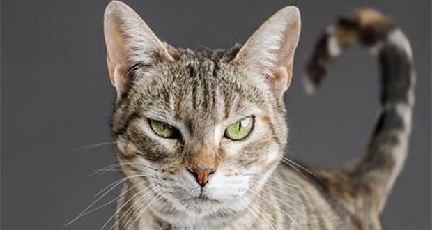 Royaume-Uni: un chat testé positif au nouveau coronavirus pour la première fois