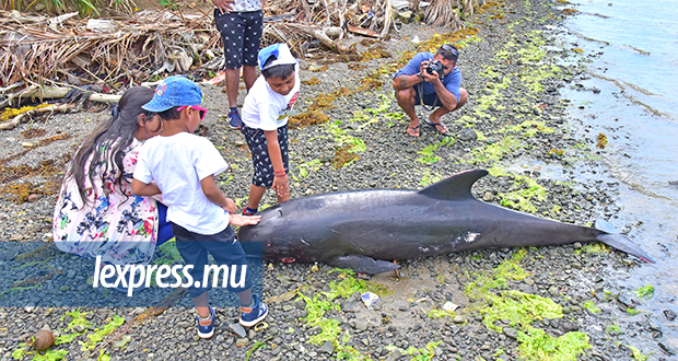 Hécatombe: le nombre de dauphins morts passe à 38