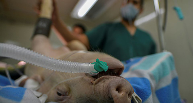 Coronavirus: au Panama, un cochon sert de cobaye pour un nouveau respirateur