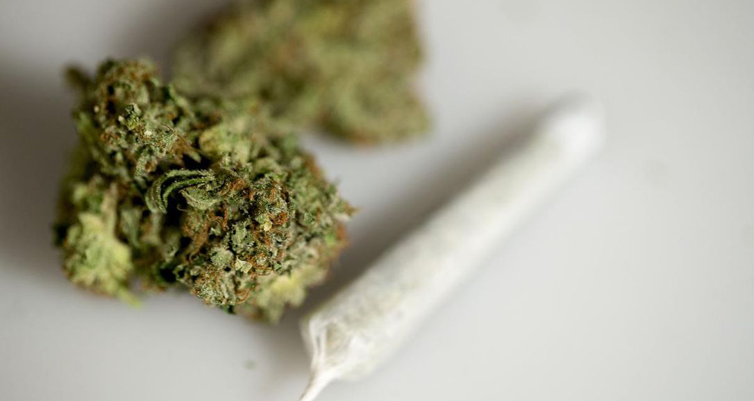 Du cannabis valant Rs 770 000 retrouvé chez un peintre à Forest-Side 