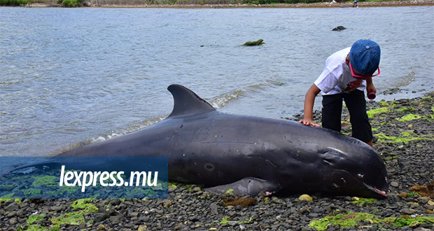 Hydrocarbures dans 11 dauphins d’Électre: le rapport ne sera pas rendu public