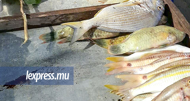Post-Wakashio: reprise de la pêche dans le sud-est