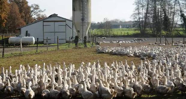France: la grippe aviaire se propage, canards abattus par centaines de milliers