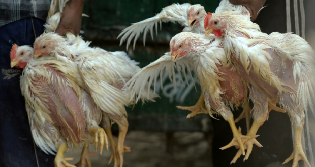 Grippe aviaire en Hongrie: abattage de plus de 100.000 volailles supplémentaires