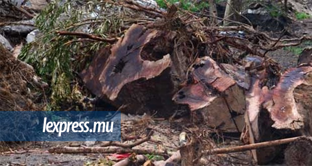 Abatage illégal d’arbres au Pouce: quatre personnes interrogées