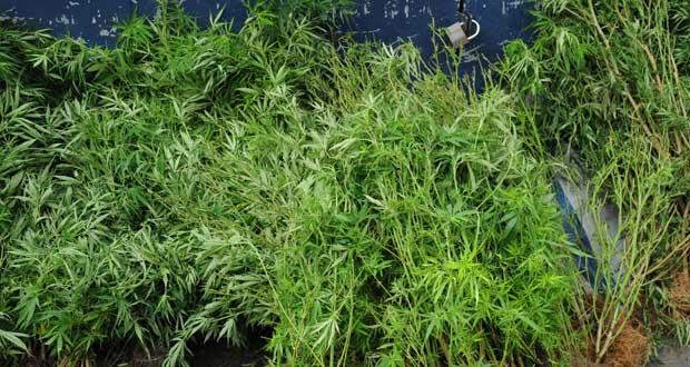 Culture de 685 plants de cannabis: abandon de poursuites contre trois accusés